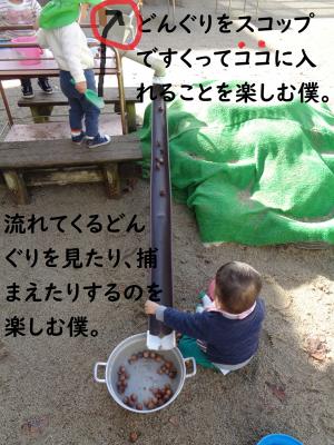 どんぐり