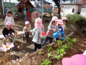 3歳児がプランターで育て生長したムラサキハナナを花壇へ植え替え水やりしています。