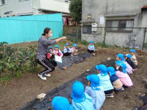 4歳児が玉ねぎの苗の植え方をみんなで聞いています。