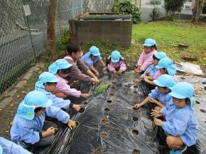 玉ねぎの苗植え