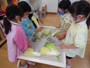 白菜をもぎっています