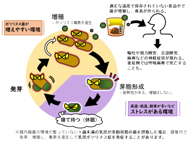 ボツリヌス菌についての画像です。