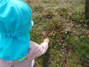 2歳児　オオイヌノフグリを見つけました