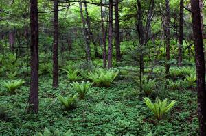 into the forestの写真