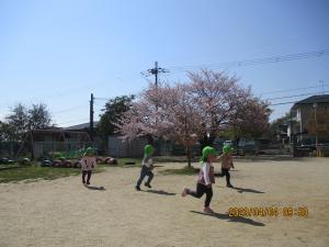 園庭の桜の木と走っている子どもたち。