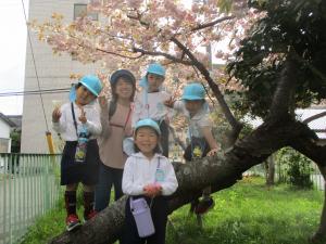 八重桜が満開です