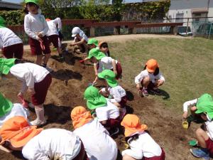 5歳児　土を耕しいています