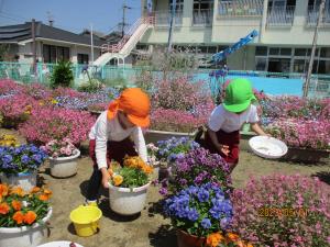 花壇の花