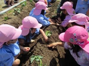 4歳児サツマイモの苗植え