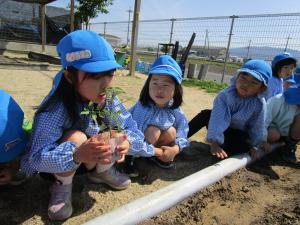 5歳児野菜の葉を匂っています