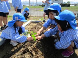 5歳児野菜の苗植え