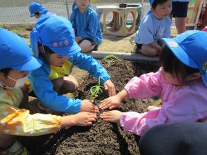5歳児サツマイモの苗植え