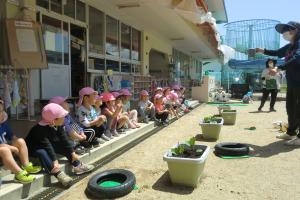 4歳児野菜の苗を植える