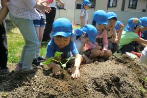 キュウリを植える5歳