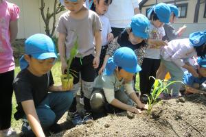 トウモロコシを植える5歳