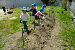 野菜の水やりをする5歳児