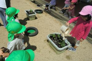 野菜の水やりをする4歳児