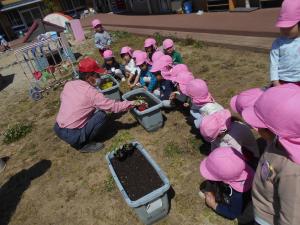 野菜の植え方を教えてもらう4歳児