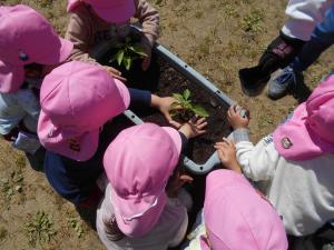 ピーマンの苗を植える4歳児