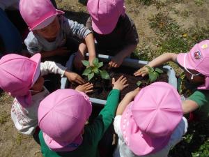 野菜の苗を友達と一緒に植えている子ども達