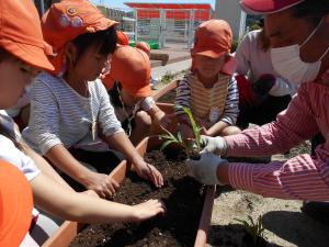 トウモロコシの苗を植える子ども