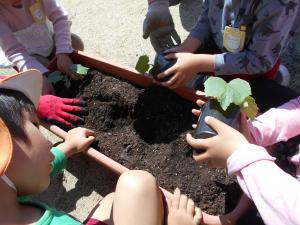 キュウリの苗を植える子ども