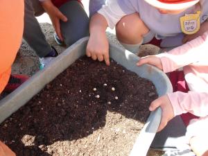 枝豆の種を蒔く子ども