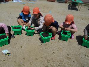 朝顔の種を蒔いている子供