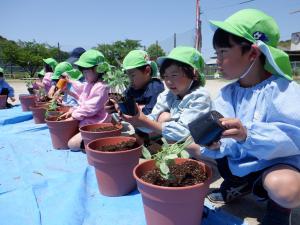 夏野菜を植えています