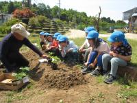 野菜の植え方を地域の方に教えてもらっています