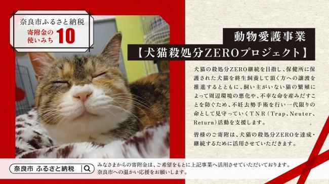 動物愛護事業【犬猫殺処分ZEROプロジェクト】画像