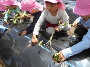 苗を植えている４歳児