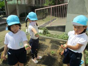 雑草抜きも頑張っています