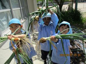 5歳児　玉ねぎ収穫