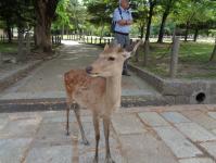 えんそく６鹿発見