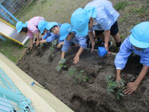 5歳児　夏野菜植え