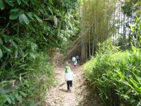 竹やぶの中の道を歩く。