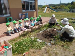 2歳児ピーマンの苗を植えています