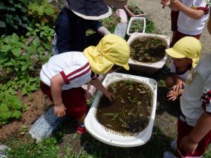 田植え(1)