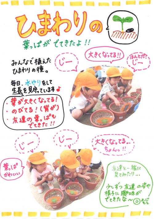 ひまわり