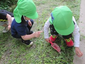 2歳児が園庭のヘビイチゴを摘んでいます。