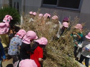 4歳児が菜の花の種取りをしています。