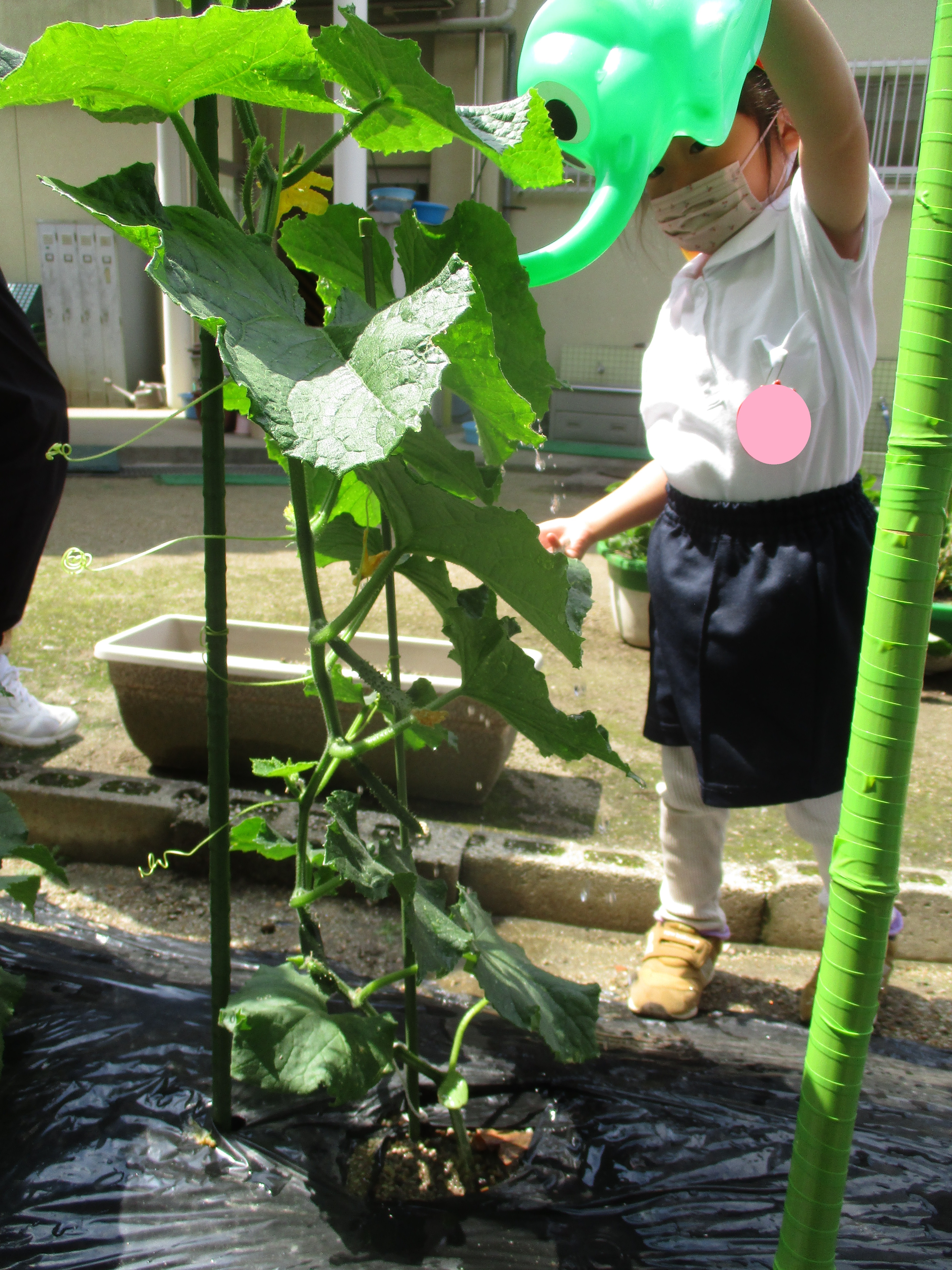 野菜