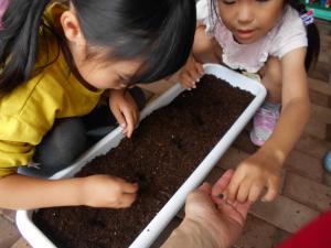 ヒマワリの種を植える子ども