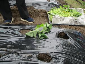 サツマイモの苗植え