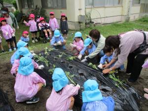 サツマイモの苗植え