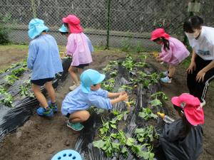 サツマイモの苗植え