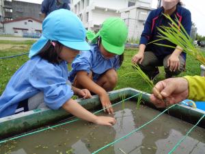 米苗植え4