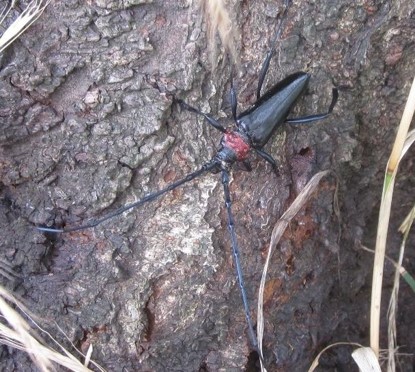 クビアカツヤカミキリの成虫の画像