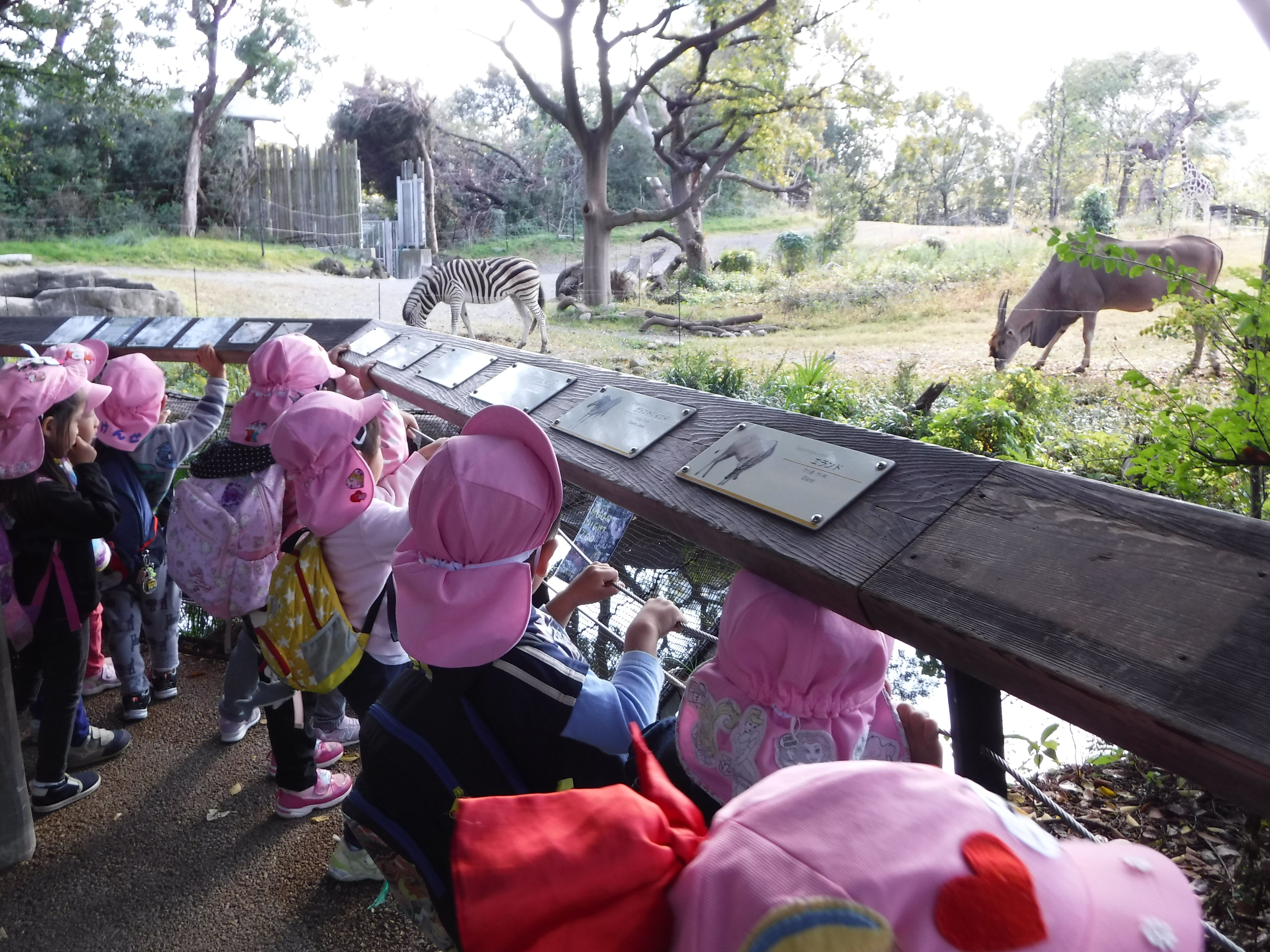 【遠足】天王寺動物園／3・4・5歳児の画像2